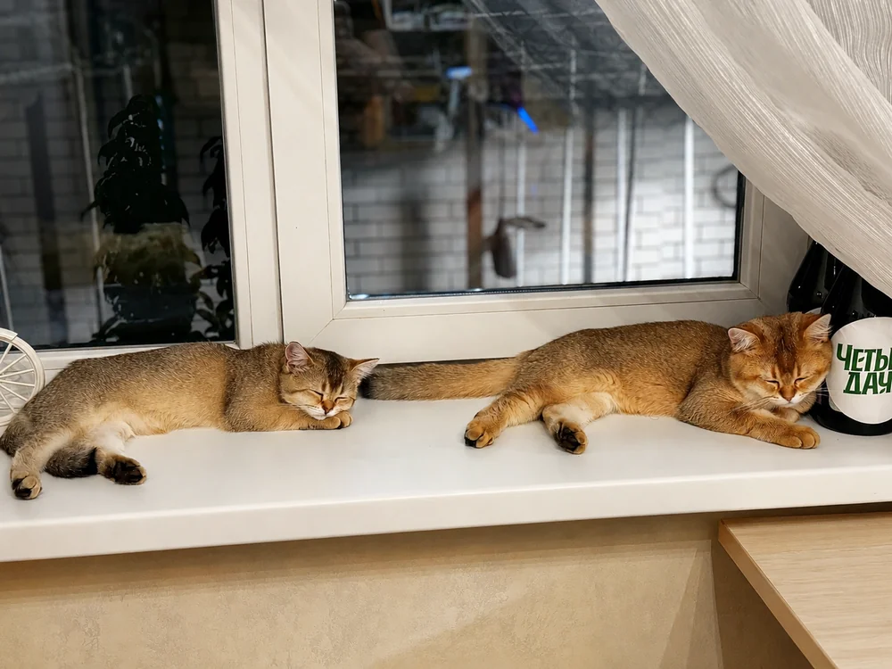 Оскар и Песто на подоконнике