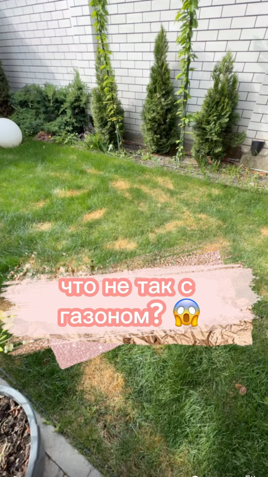 Сожгла газон удобрением. Рассказываю, как спасла