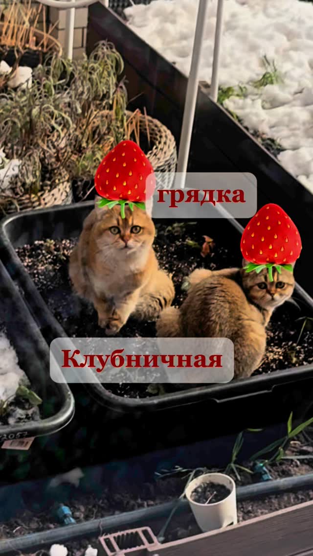 Клубника переехала из труб в тазы