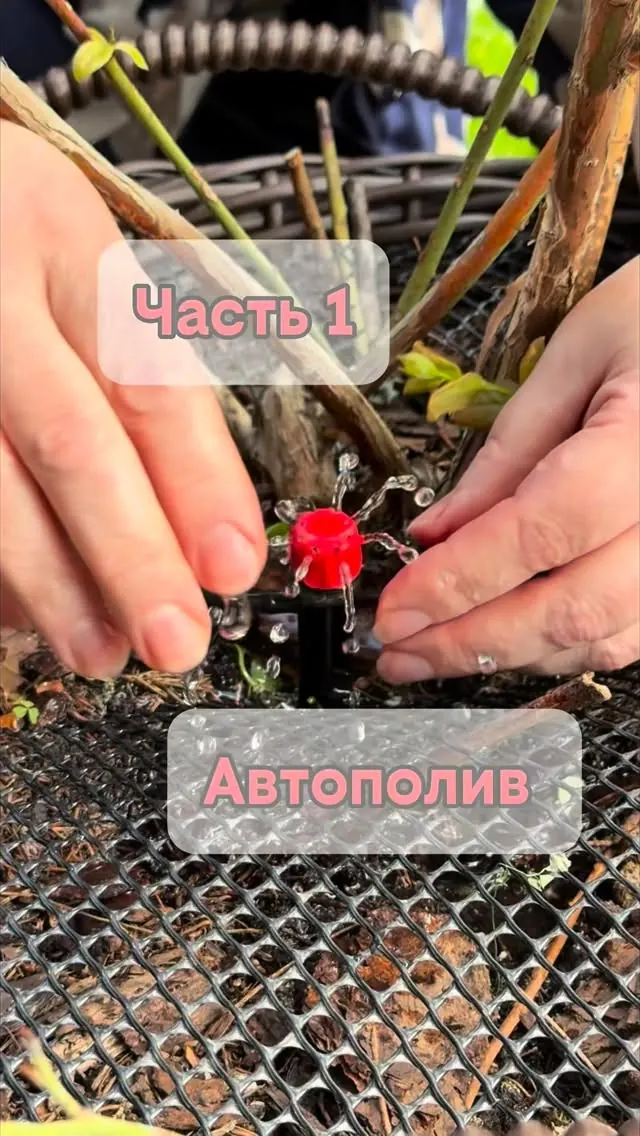 Автополив для голубики в кашпо
