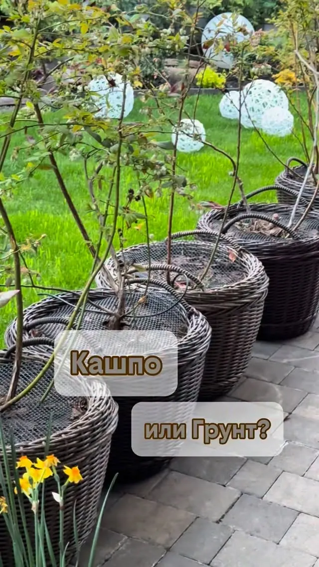 Голубика в кашпо на Ставрополье