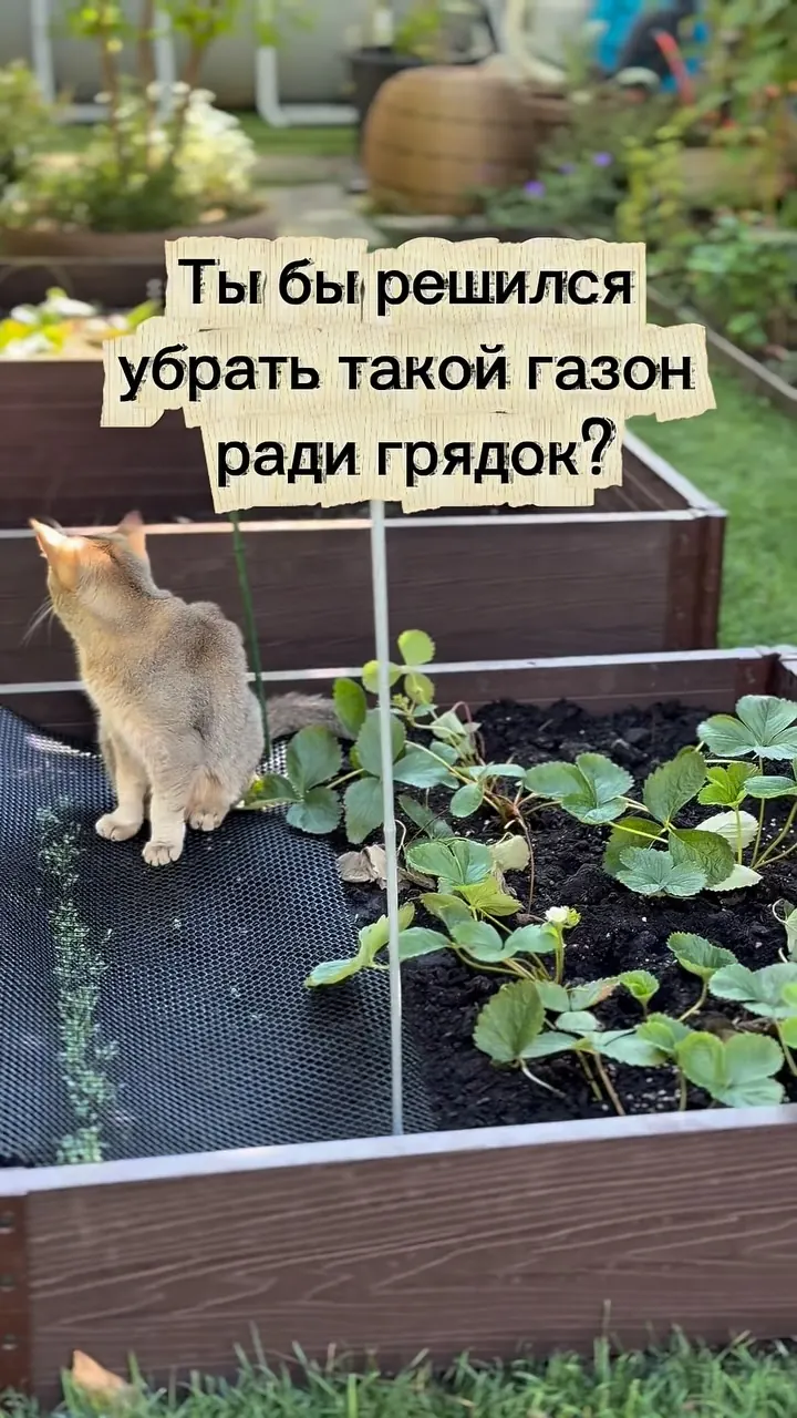 Кардинальное решение для сада
