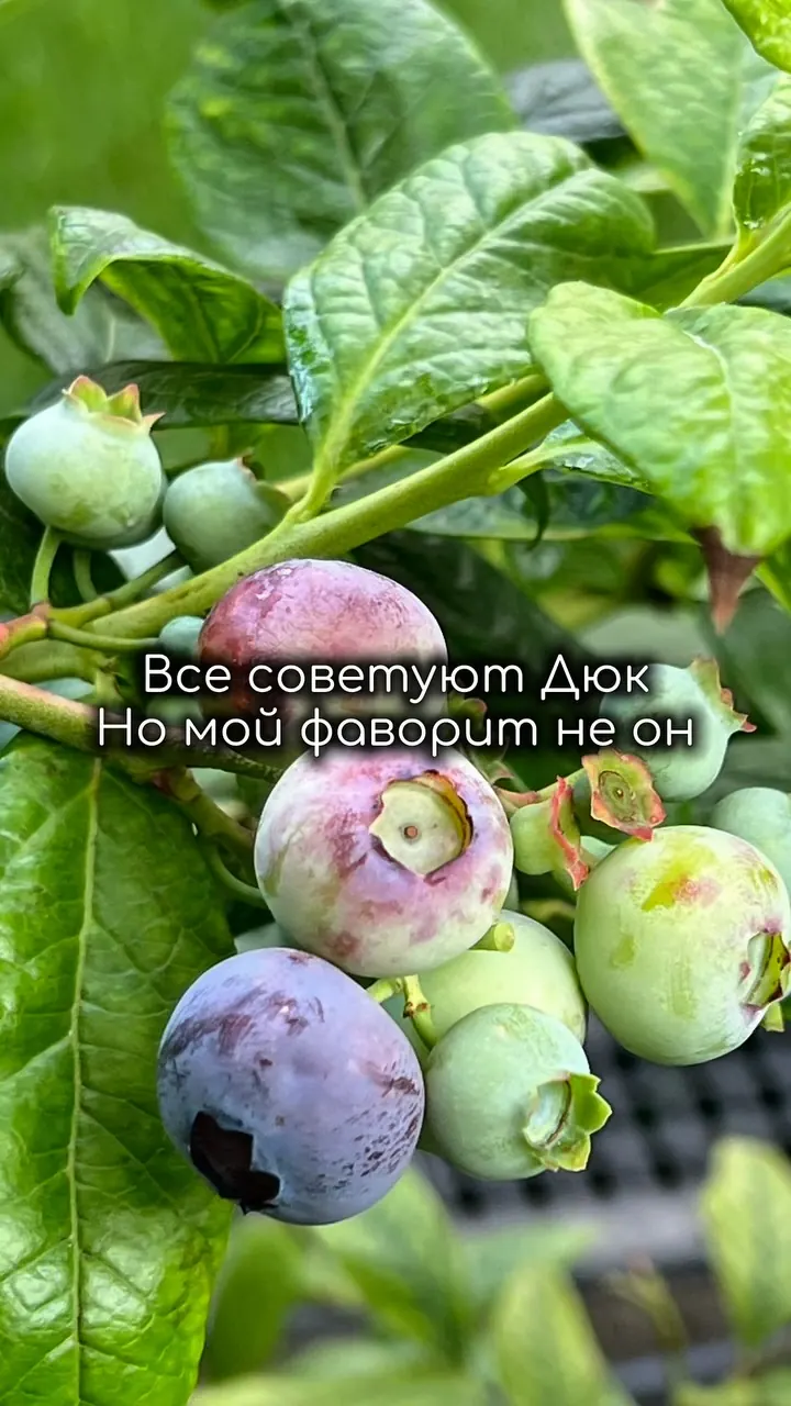 Почему я выбрала голубику Легаси вместо Дюка